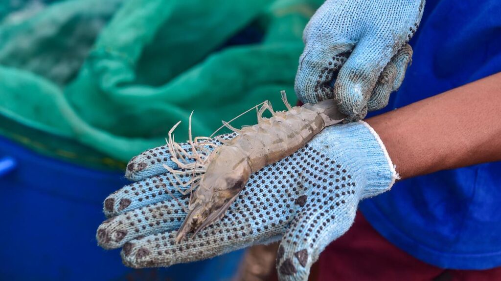 KKP Buka Rekrutmen 3.000 Tenaga Kerja untuk Budi Daya Udang di NTT