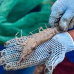 KKP Buka Rekrutmen 3.000 Tenaga Kerja untuk Budi Daya Udang di NTT