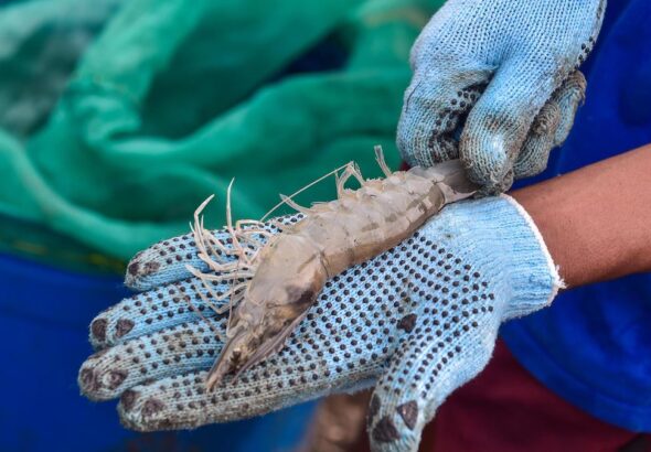 KKP Buka Rekrutmen 3.000 Tenaga Kerja untuk Budi Daya Udang di NTT
