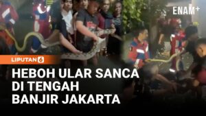 Ular Sanca 3 Meter Muncul di Permukiman Banjir Cengkareng