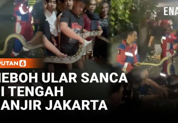 Ular Sanca 3 Meter Muncul di Permukiman Banjir Cengkareng