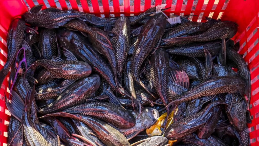 Pengawasan Ketat Ikan Sapu-Sapu dan Tragedi Angkot di Jakarta