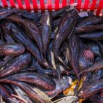 Pengawasan Ketat Ikan Sapu-Sapu dan Tragedi Angkot di Jakarta