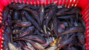 Pengawasan Ketat Ikan Sapu-Sapu dan Tragedi Angkot di Jakarta