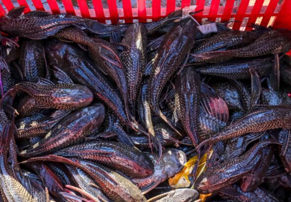 Pengawasan Ketat Ikan Sapu-Sapu dan Tragedi Angkot di Jakarta